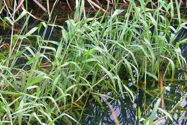 1000 / 10 Kg Brachiaria mutica Seeds, Para grass Seeds,Buffalo grass Seeds