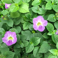 50 Asystasia Gangetica Seeds ,Variegated Chinese Violet Seeds