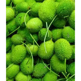 10 Momordica dioica (Kantola) Rhizomes – 8 Female and 2 Male Rhizomes, Free Phytosanitary Certificate Included