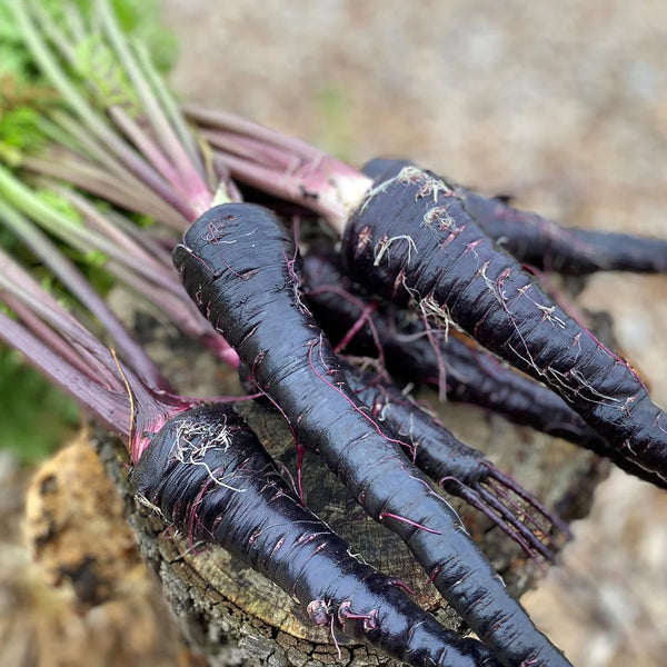 100 Pusa Asita Seeds, Black Carrot Seeds. Exotic Black Carrot Seeds