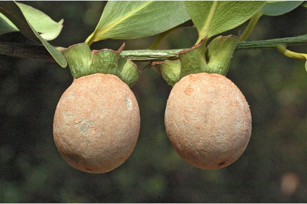 20 Indian persimmon Seeds, Bandadamara Seeds ,  Panancca Seeds,  Diospyros peregrina Seeds