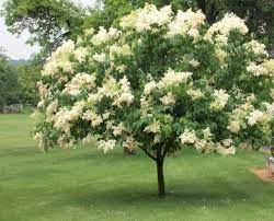 25 Syringa reticulata Seeds , Japanese tree lilac