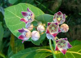 50 Calotropis procera Seeds,   Apple of Sodom, Seeds