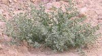 50 Atriplex leucolada Seeds, Orache, Raghal, Rughl Seeds