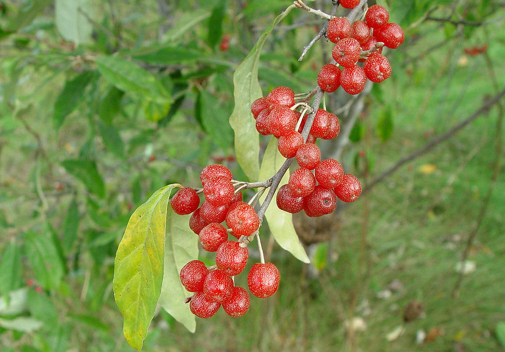 25 Elaeagnus umbellata Seeds, Autumn Olive Seeds, Japanese silverberry
