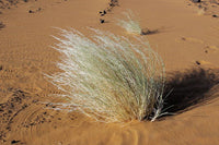 50 Stipagrostis plumosa Seeds, Desert grass