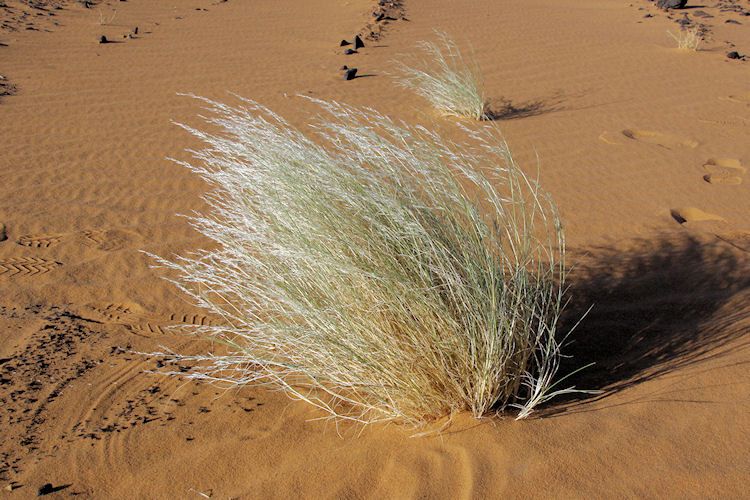 50 Stipagrostis plumosa Seeds, Desert grass