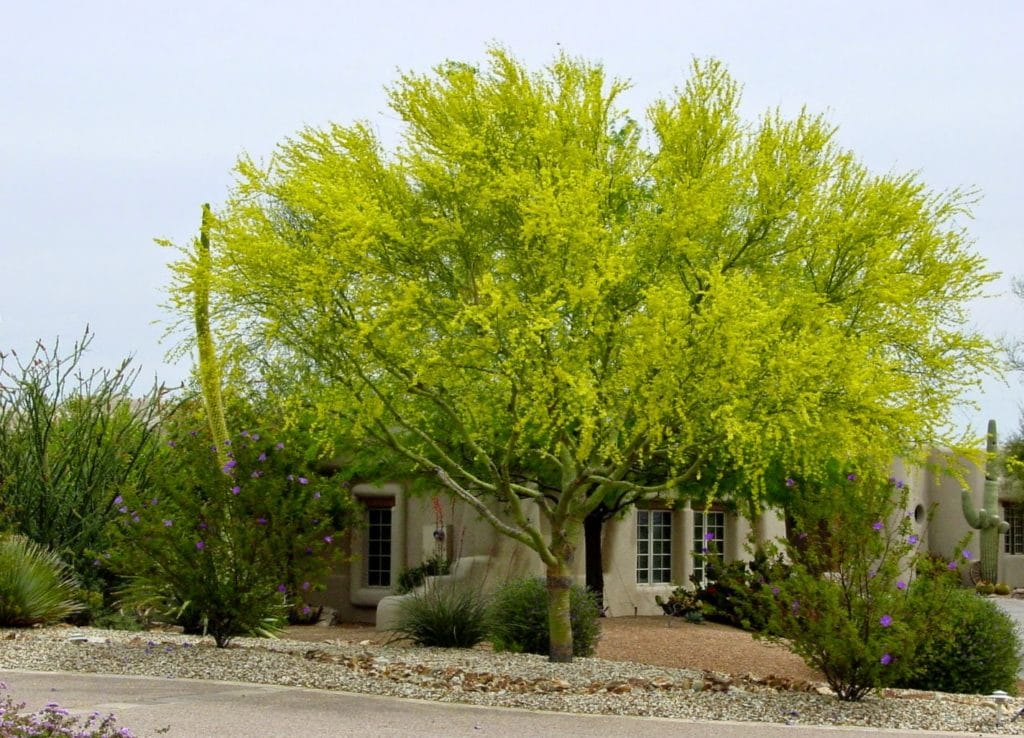 10 Parkinsonia florida Seeds , The blue palo verde Tree Seeds, Drought ...