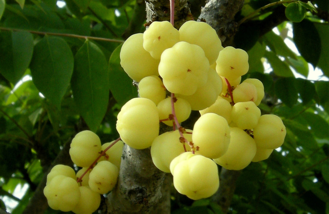 15 Phyllanthus acidus Seeds, Thai Star Gooseberry Seeds, Exotic Gooseberry Seeds, Otaheite gooseberry,