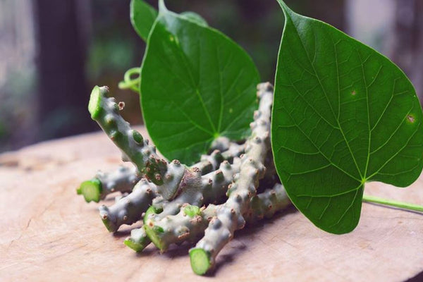 50 Tinospora Cordifolia Seeds, ,Heart leaved moonseed Seeds, Giloy Seeds, Guduchi Seeds