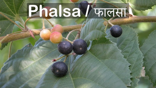 50  Grewia asiatica  Seeds , Phalsa Tree Seeds.