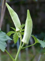 25 White Okra Ladies Finger Seeds, Bhendi Seeds, White Ladies finger Seeds, White Venda Seeds ,Anchitha Seeds