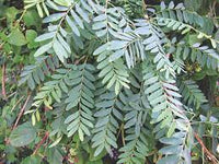 100 Chloroxylon swietenia Seeds, Ceylon Satinwood Seeds , East Indian Satinwood Tree Seeds , Buruta Tree Seeds