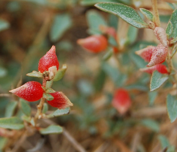 50 Atriplex semibaccata Seeds, Australian saltbush Seeds,