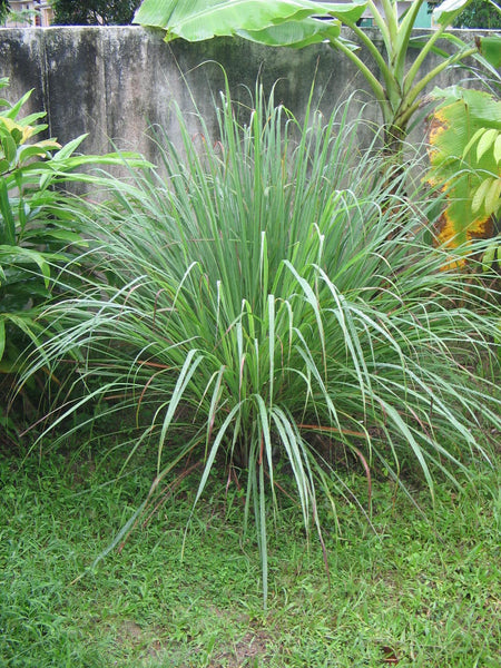 20000 Cymbopogon flexuosus Seeds, Lemon grass Seeds