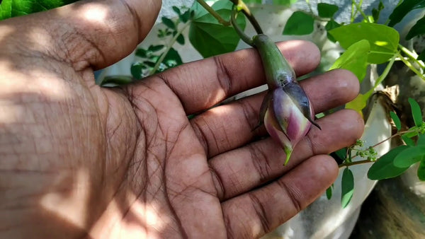 10 Assorted Clove Beans Seeds , 5 Mookuthi avarai Green , 5 Nithya Vazhuthana Purple ,Ipomoea Muricata Seeds