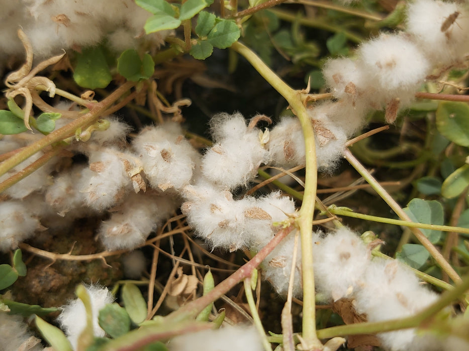 50 Bassia eriophora Seeds, Wooly Bassia Seeds — Seeds And Smiles Buy