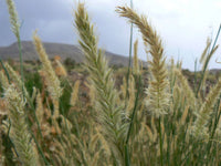 200 Pennisetum villosum Seeds, Feathertop grass