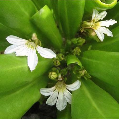 50 Scaevola frutescens Seeds, Hawaiian Half Flower