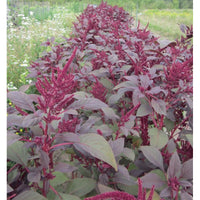 500  Siru Keerai Red Seeds, Tropical  Amaranthus Seeds, Sirukeerai Seeds, Non - Gmo Seeds