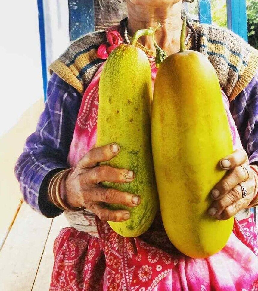 25 Giant Himalayan Cucumber Seeds, Exotic Cucumber Seeds, Rare Cucumbe