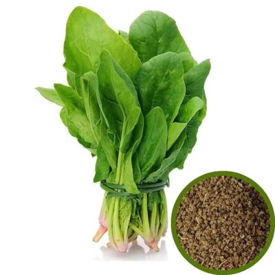 1000 Palak (Spinach) seeds,  Spinacia oleracea Seeds