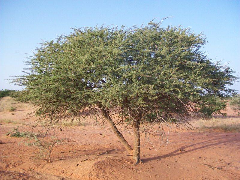 25 Acacia ehrenbergiana Seeds, Vachellia flava Seeds, Salam Seeds, Drought Tolerant Tree