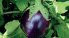 50 Vellore Spiny Brinjal Seeds | Elavambadi Mullu Kathrikai Seeds | GI Tagged Tamil Nadu Eggplant |