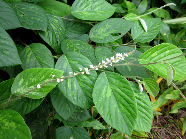 50 Desmodium gangeticum Seeds, Salparni Seeds