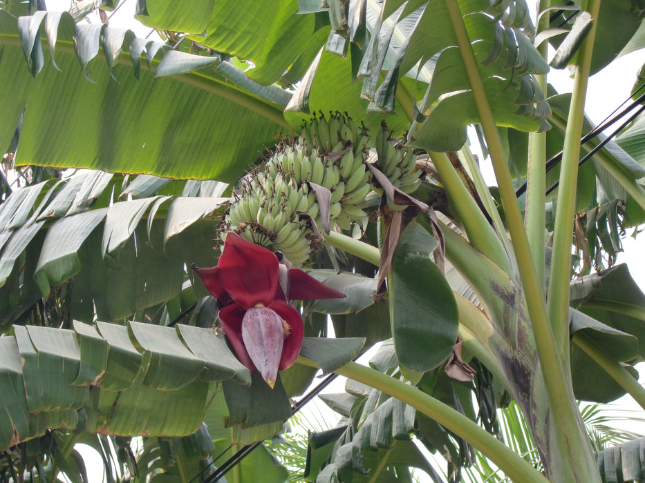 50 Musa acuminata Seeds, Edible banana  Seeds, Dessert Banana.