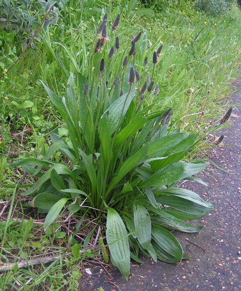 1000 Plantago lanceolata Seeds , Plantain Seeds , Narrow leaved Plantain Seeds, Ribwort plantain Seeds