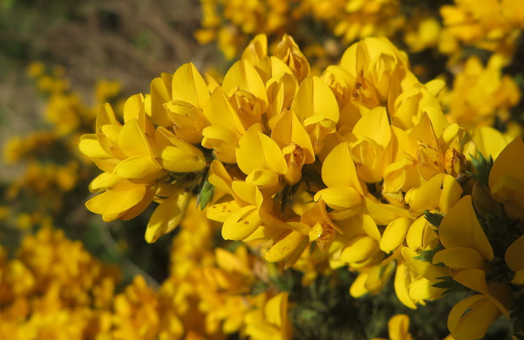 500 Ulex europaeus Seeds ,The gorse Plant Seeds, common gorse Seeds , Furze Seeds