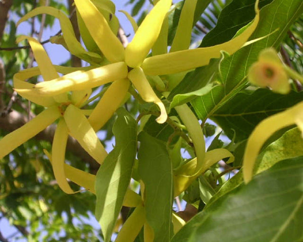 100 Ylang Ylang Seeds, Cananga Odorata Seeds ,