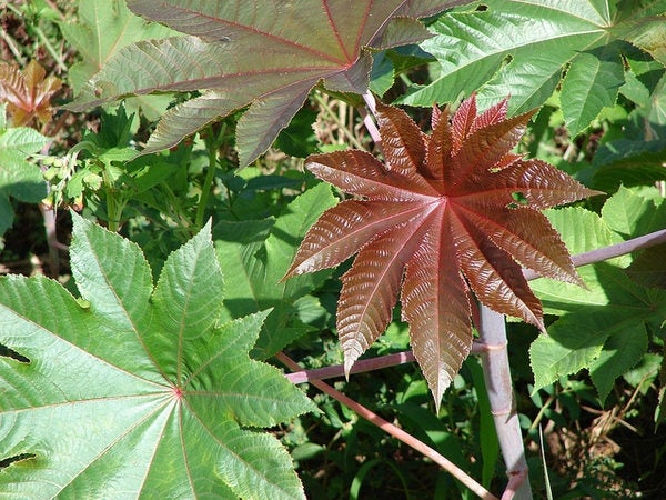 50 Seeds Ricinus communis, Castor Bean .Castor oil plant Seeds