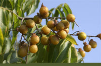 25 Soapberries Seeds, Soapnut Seeds,  Ritha Seeds Sapindus mukorossi Tree  Seeds