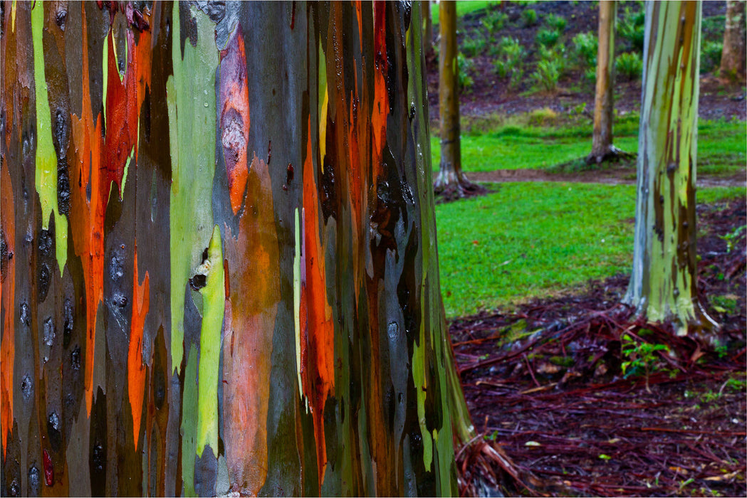 300   Eucalyptus deglupta Seeds. rainbow eucalyptus, Mindanao gum, .rainbow gum
