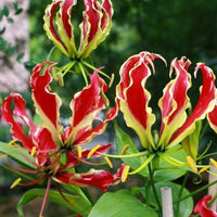 2 Rhizomes  Gloriosa Rothschildiana  ,Glory Lily Rhizomes