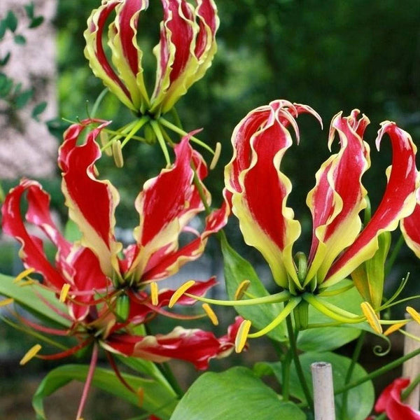 2 Rhizomes  Gloriosa Rothschildiana  ,Glory Lily Rhizomes - Seeds And Smiles - Buy Top Quality Seeds With Free Worldwide Shipping