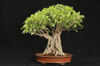 500 Ficus religiosa seeds. Bodhi Tree seeds PEEPAL Tree Seeds