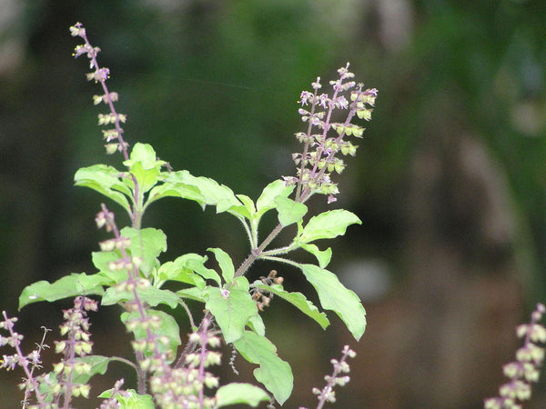 500 Ocimum sanctum Seeds, Tulsi Seeds, Red Holy Basil Seeds