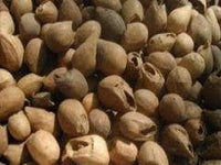 50 Seeds Gmelina arboream ,  Malina Tree Seeds