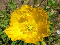 5 Seeds Papaver alpinium Kerner- Alpine Poppy