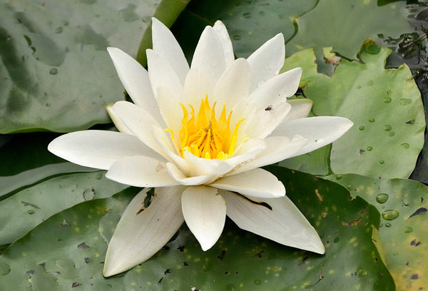 100 Grams Nymphaea alba Seeds, European white water lily, white water rose Seeds