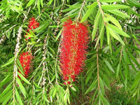 2000 Callistemon Viminalis Seeds, Crimson Bottlebrush Seeds, Red Bottlebrush