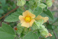 2000 Seeds Sida cordifolia Seeds ,bala Seeds , country mallow, flannel weed Seeds