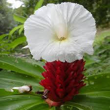 200 Seeds Costus speciosus ,Crape Ginger, Cheilocostus speciosus, Malay ginger,