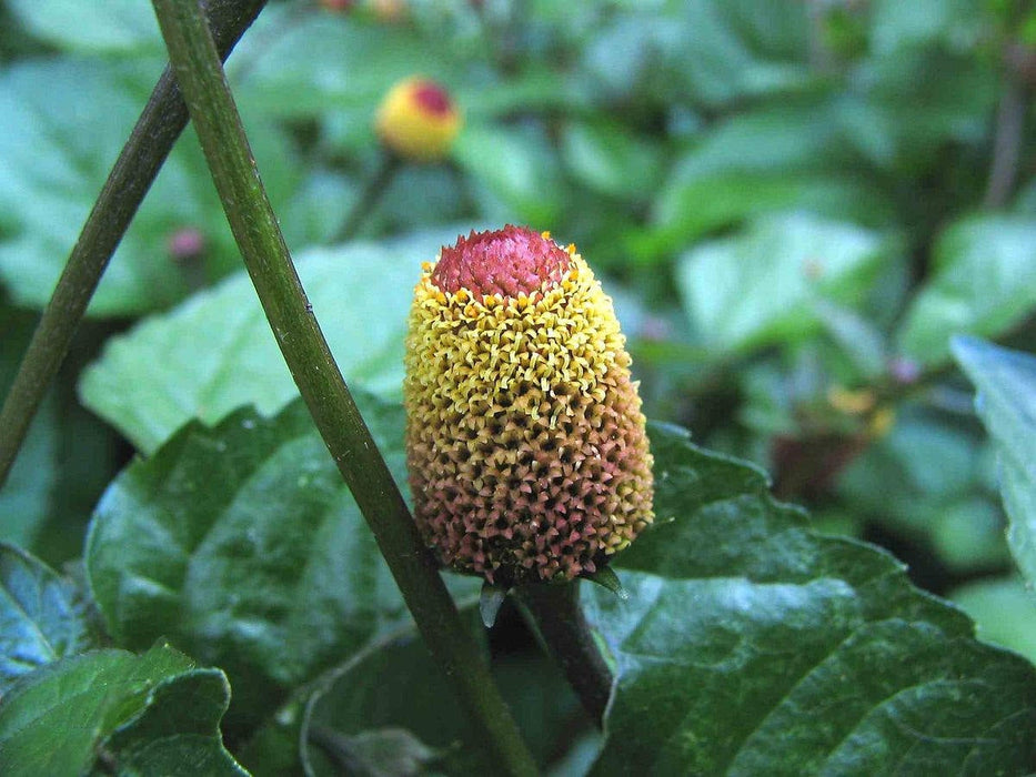 300 Spilanthes acmella Seeds, Toothache plant Seeds,