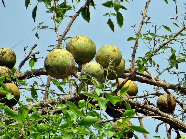 200 Aegle marmelos  Seeds, Bengal quince, stone apple Seeds, Bilva Fruits  Seeds