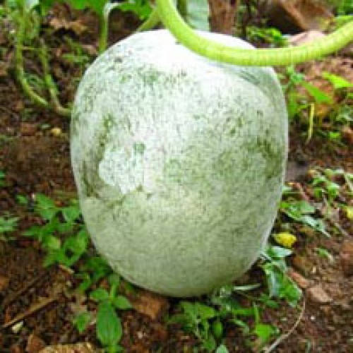 200  Ash Gourd, White Wax Gourd, Winter Melon, Benincasa Hispida Seeds