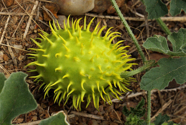 25 Seeds Cucumis zeyheri, South African Spiny Cucumber - Cucumis zeyheri